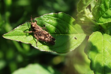 Grasshopper on leaf