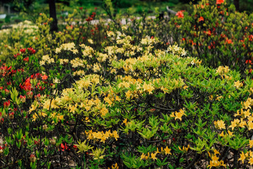 Plant bush yellow rhododendron close up