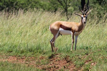 Sprinbok.