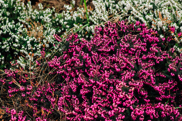 Obraz premium Bush purple flowering Erica carnea in the garden