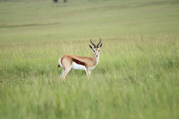 Springbok.