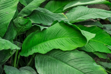 Spathiphyllum tropical leaves in the forest close-up
