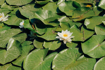 Water lily plant nymphaea candida on the lake