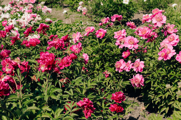 Pink peonies in the garden close-up