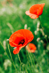 Red poppy flowers in the garden close-up