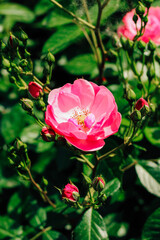 pink climbing rose bush close-up in botanical garden, rose background