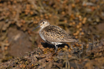 Dunlin - Calidris alpina wading in seaweed with blue water in background. Photo from Sæberg in Iceland.