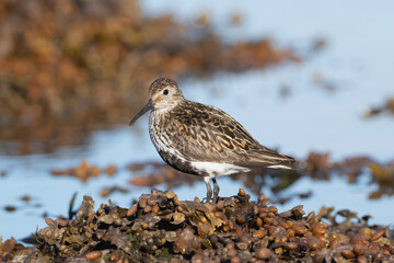 Dunlin - Calidris alpina wading in staying on rock with blue water in background. Photo from Sæberg  in Iceland.