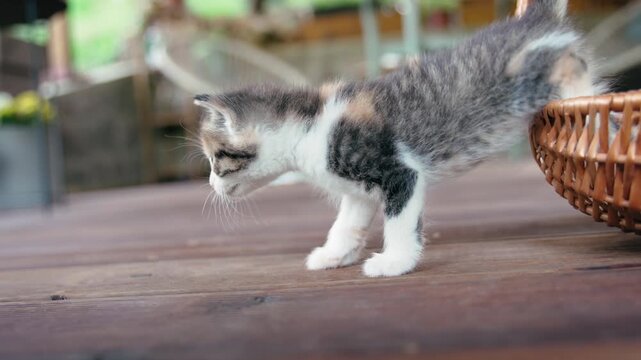 Cute clumsy kitten taking its first steps