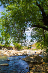 Fototapeta premium river in the forest
