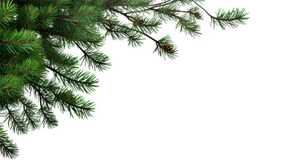 Obraz premium christmas tree branches isolated on transparent background cutout
