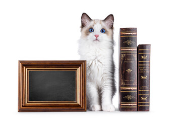 Cute ragdoll cat kitten sitting up facing front inbetween vintage books and frame filled with chalkboard Looking to camera with breed typical blue eyes. Isolated on a white background