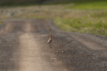 Bar-tailed godwit - Limosa lapponica in breeding plumage on the tarred road.. Photo from Iceland.