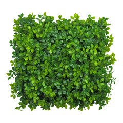 Obraz premium green bush isolated on transparent background cutout 