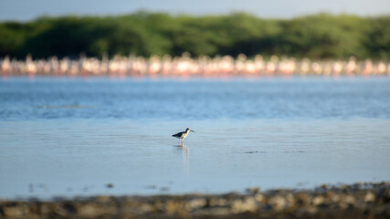 Naklejka premium Common redshank (Tringa totanus) hunting on shallow water lagoons at Mannar, Sri Lanka.