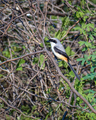 Long-tailed shrike (Lanius schach) bird perch.