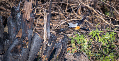 Long-tailed shrike (Lanius schach) bird taking off from the ground.