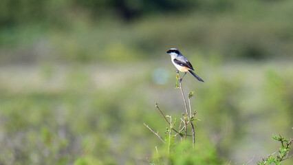Long-tailed shrike (Lanius schach) bird perch, spotted in Mannar, Sri Lanka