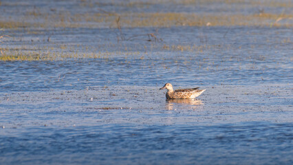 Fototapeta premium Lone Garganey duck calmly floating in the lagoon waters at Mannar, Sri Lanka.