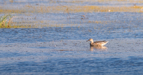 Fototapeta premium Lone Garganey duck calmly floating in the lagoon waters at Mannar, Sri Lanka.