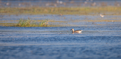 Lone Garganey duck calmly floating in the lagoon waters at Mannar, Sri Lanka.