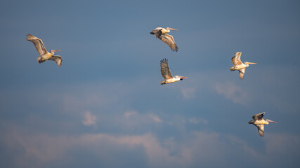 A flock of spot-billed pelicans in flight at Mannar, Sri Lanka.