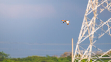 Lone Garganey (Spatula querquedula) duck in flight above the tree line against a huge electricity pylon and a clear blue sky at Mannar, Sri Lanka.