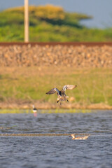 Garganey (Spatula querquedula) duck landing into the lagoon water, photographed from behind
