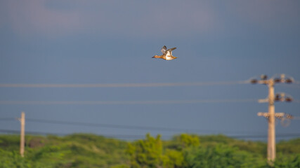 Lone Garganey (Spatula querquedula) duck in flight above the tree line against electricity cables and a clear blue sky at Mannar, Sri Lanka.