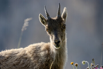 jeune chamois, Vanoise, Alpes, France