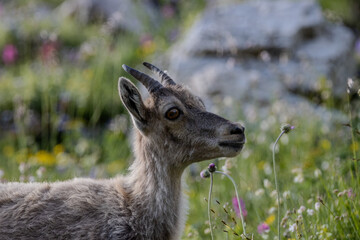 jeune chamois, Vanoise, Alpes, France