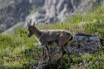 jeune chamois, Vanoise, Alpes, France