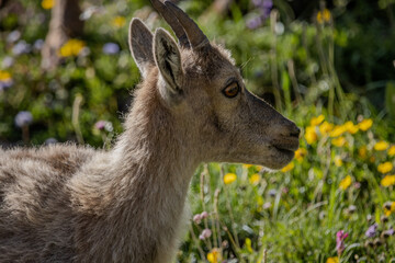 jeune chamois, Vanoise, Alpes, France