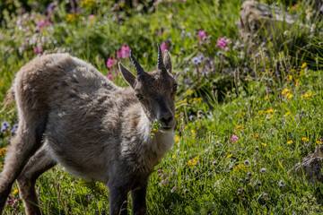 jeune chamois, Vanoise, Alpes, France