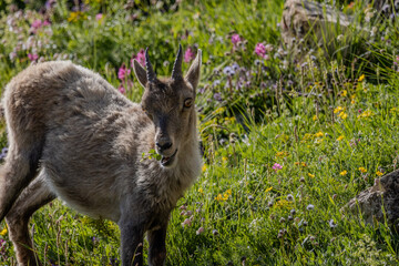 jeune chamois, Vanoise, Alpes, France