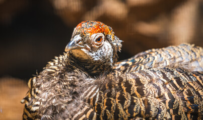 Close-up of female pheasant hen.
