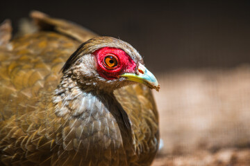 Silver Pheasant bird female (Lophura nycthemera) close-up face photograph