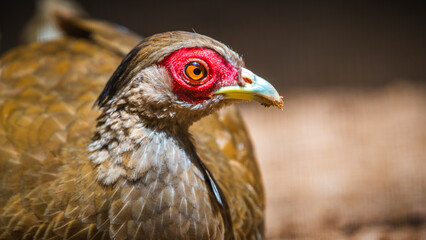 Silver Pheasant bird female (Lophura nycthemera) close-up face photograph