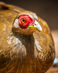 Silver Pheasant bird female (Lophura nycthemera) close-up face photograph