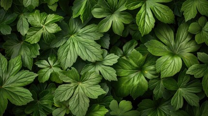 Background of green leaves native to the environment