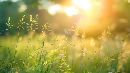 Background of meadow grass with selective focus in spring and summer landscape