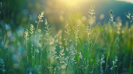 Background of meadow grass with selective focus in spring and summer landscape