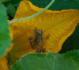 Small frog sitting in a flower