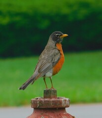 Fototapeta premium American Robin sitting on a fire hydrant 