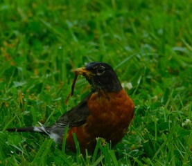 American Robin sitting in the grass eating a worm.