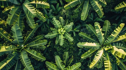 Fototapeta premium Banana plantation seen from above