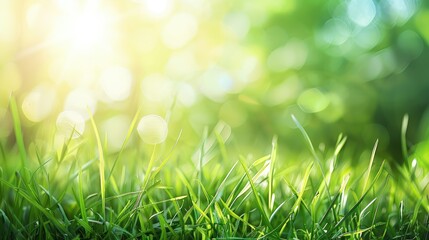 Fototapeta premium Blurry view of grass under sunlight