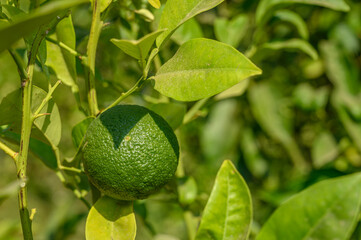 Orange garden with ripening orange fruits on the trees with green leaves