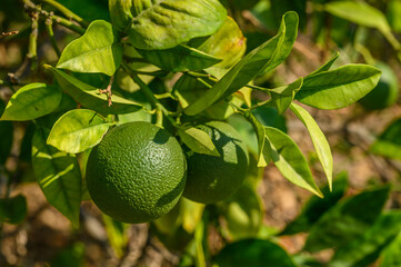 oranges ripen on branches in a garden on the Mediterranean