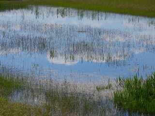 Nach Regenfällen neu entstandene Wasserflächen in einem Naturschutzgebiet